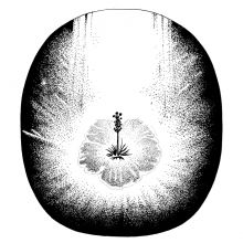 The Filmaur Hibiscus Symbol